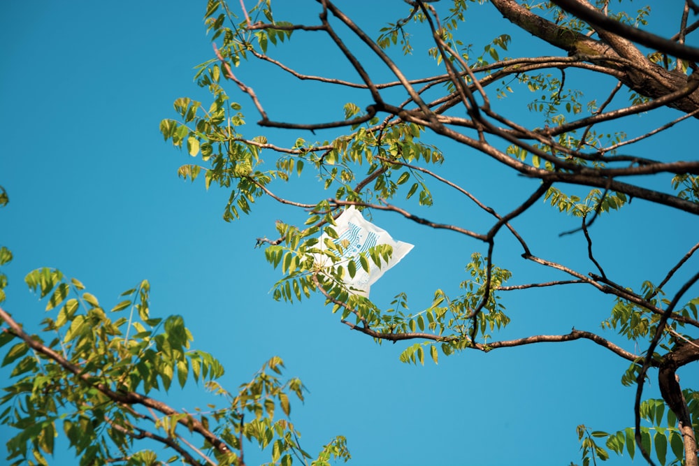 a white flower on a tree