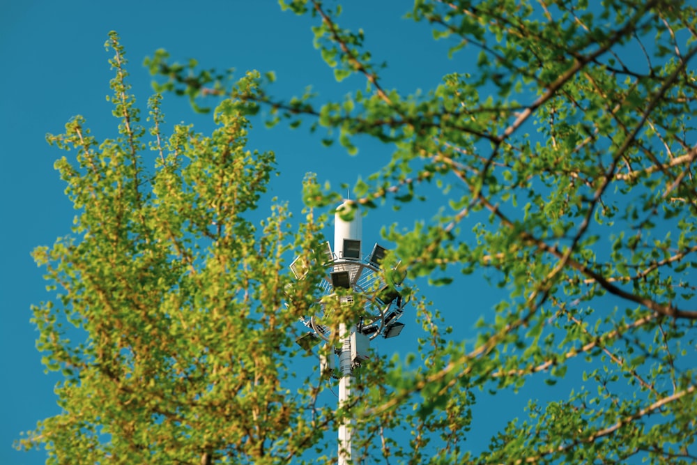 a tree with a light pole