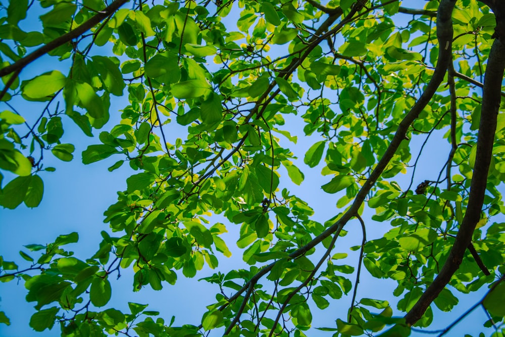 a tree with green leaves