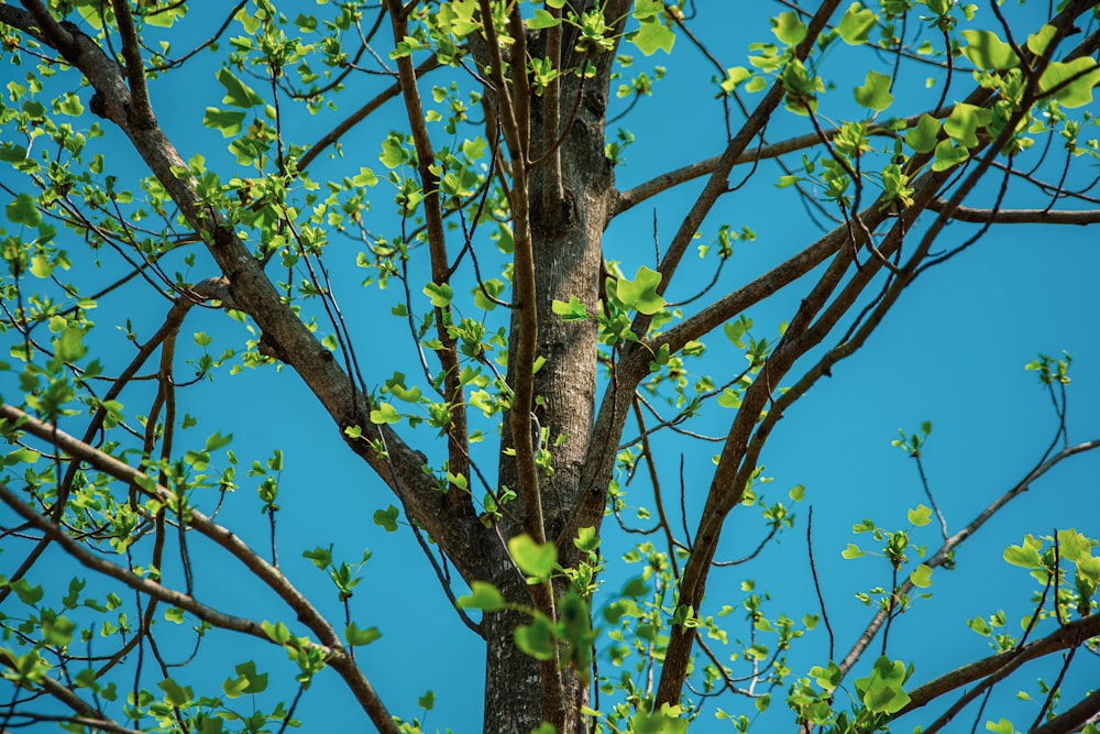 a tree with green leaves