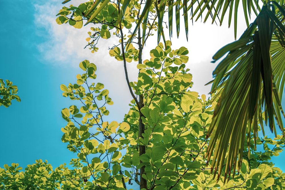 a tree with leaves