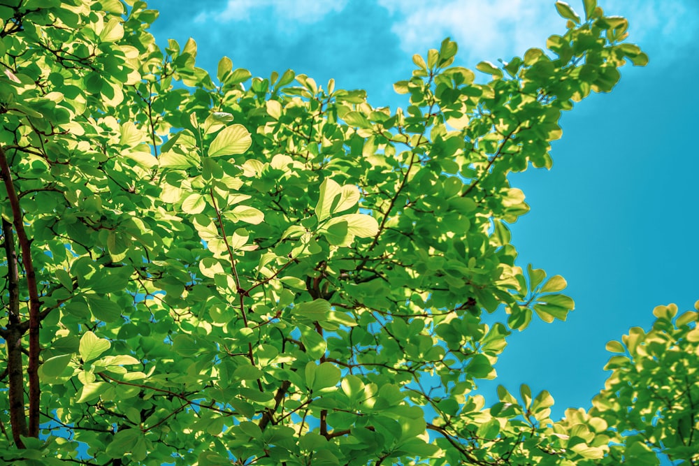 a tree with leaves