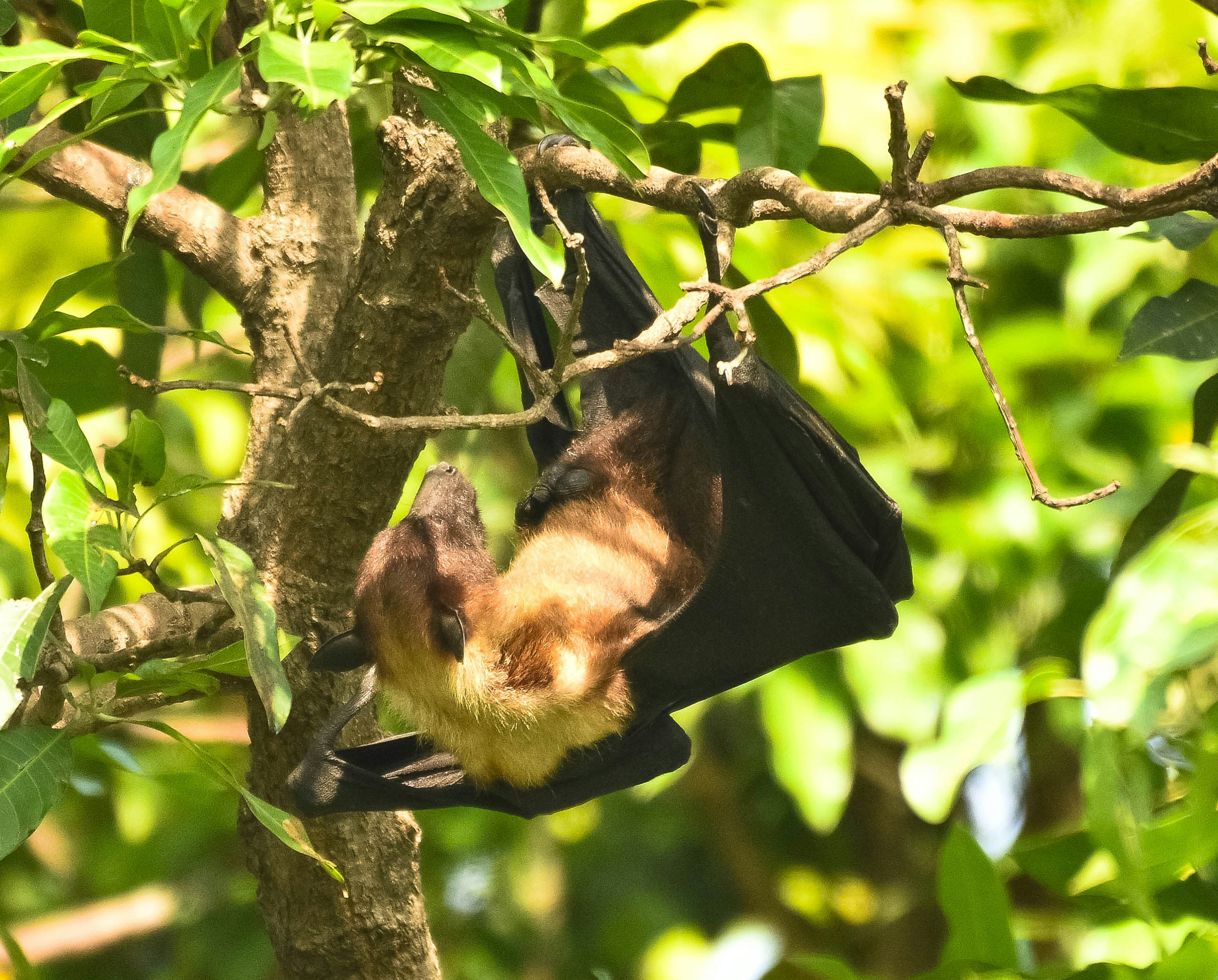 Northern Hoary Bat