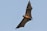 A large bat is flying with its wings fully outstretched against a clear blue sky. The bat has dark wings and a lighter brown body, showcasing its unique structure and form as it navigates through the air.