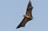 A large bat is flying with its wings fully outstretched against a clear blue sky. The bat has dark wings and a lighter brown body, showcasing its unique structure and form as it navigates through the air.