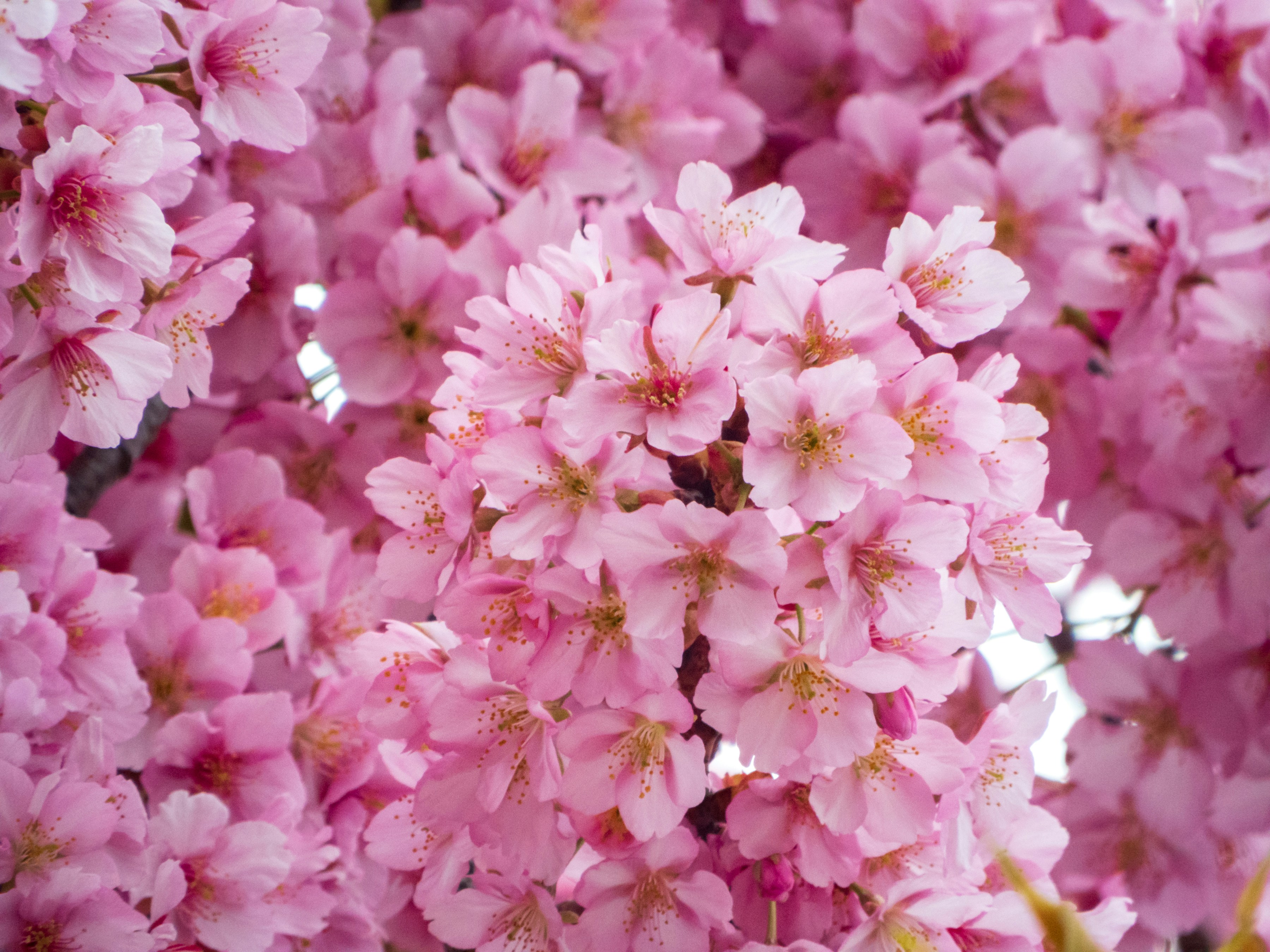 Photo by heppoko_yama