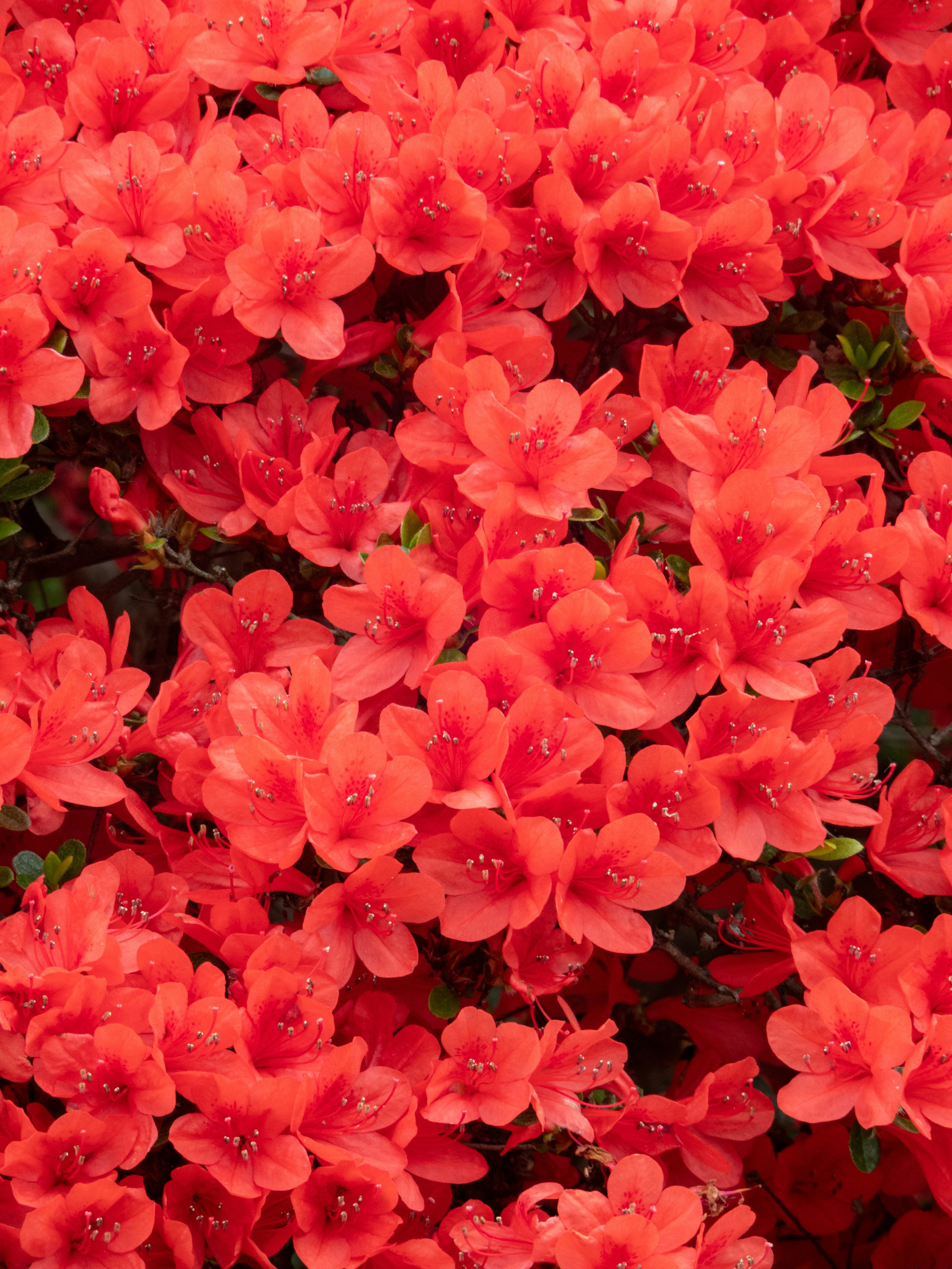 Photo by heppoko_yama