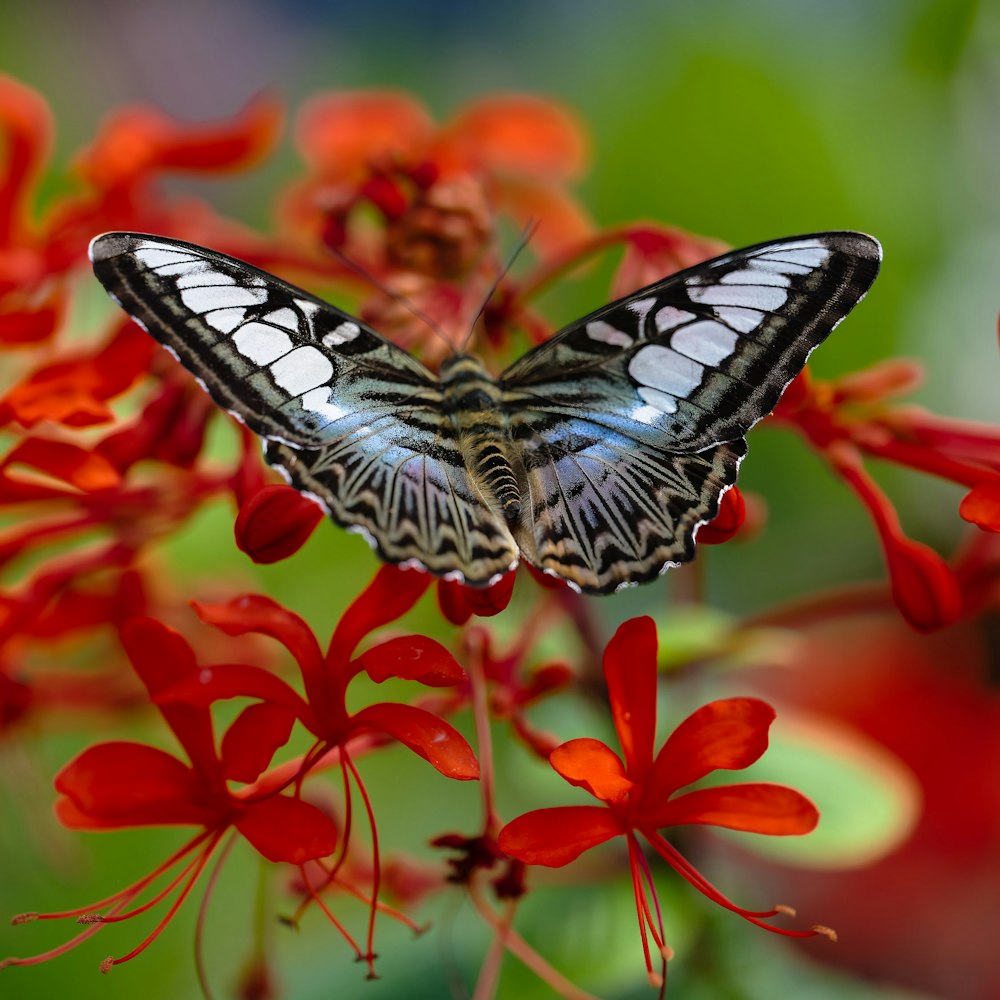 a butterfly on a flower