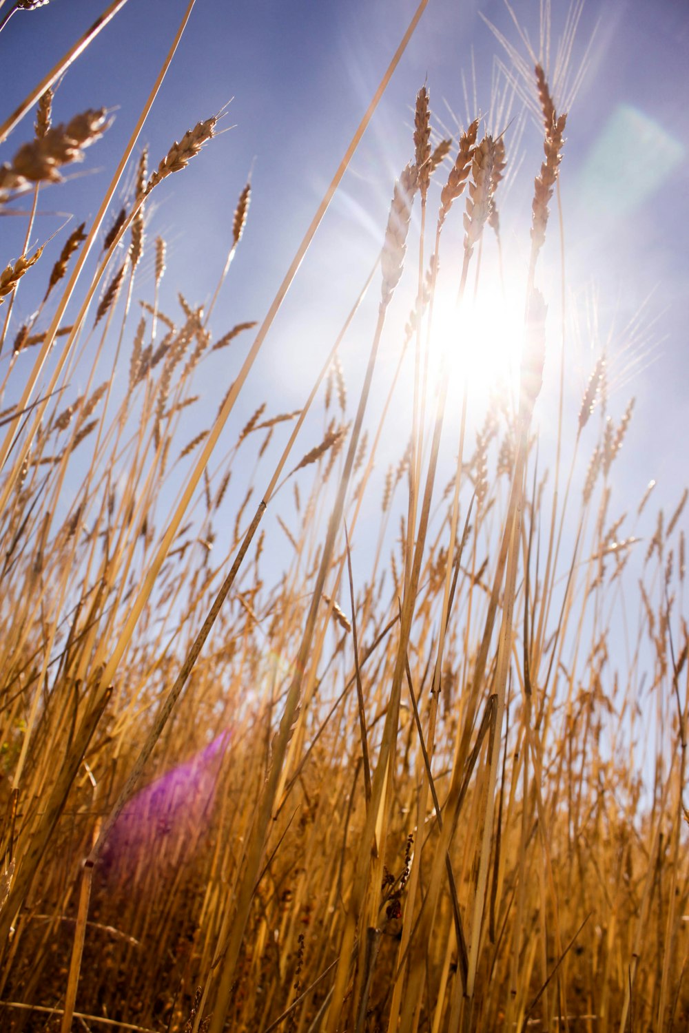 a field of tall grass with the sun in the background