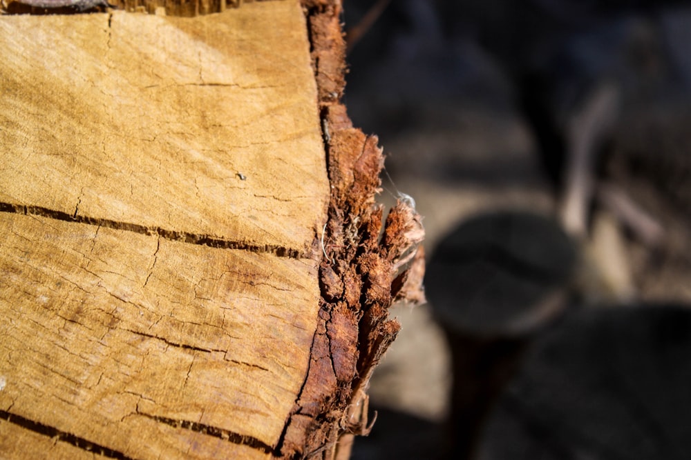 a close up of a tree trunk