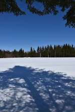 a snowy field with trees in the background