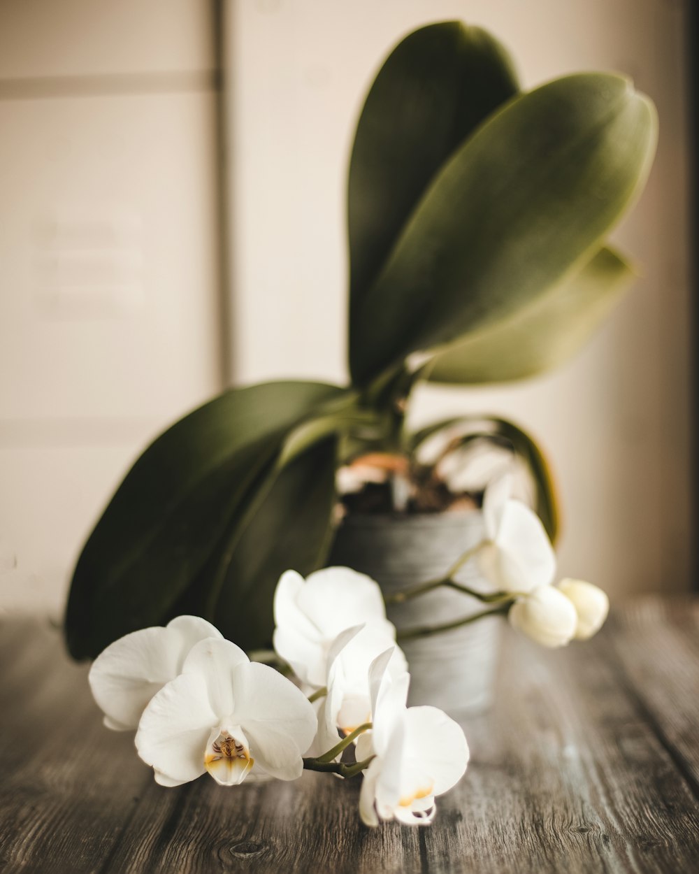 Una planta con flores blancas