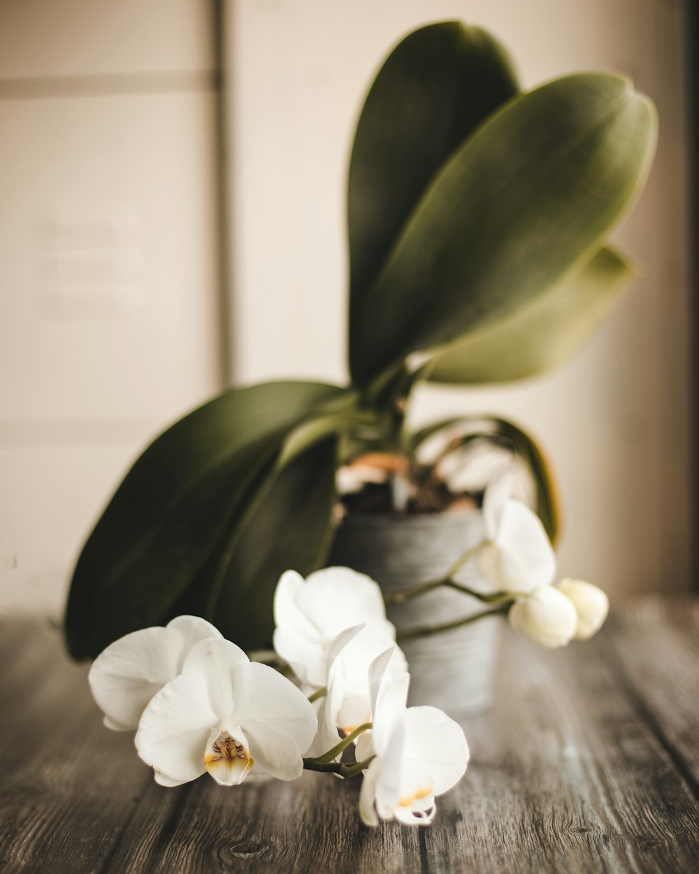 a plant with white flowers