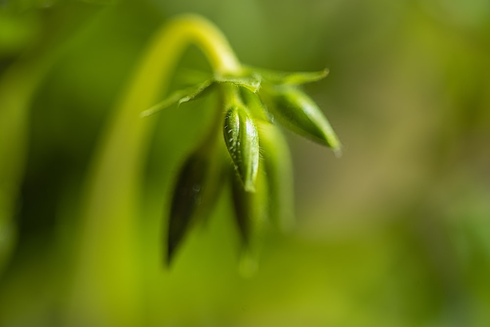 a close up of a bug