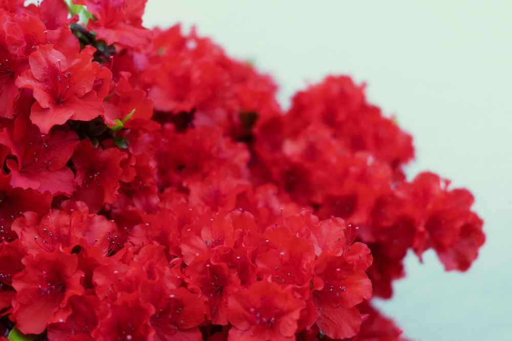 a close up of a flower