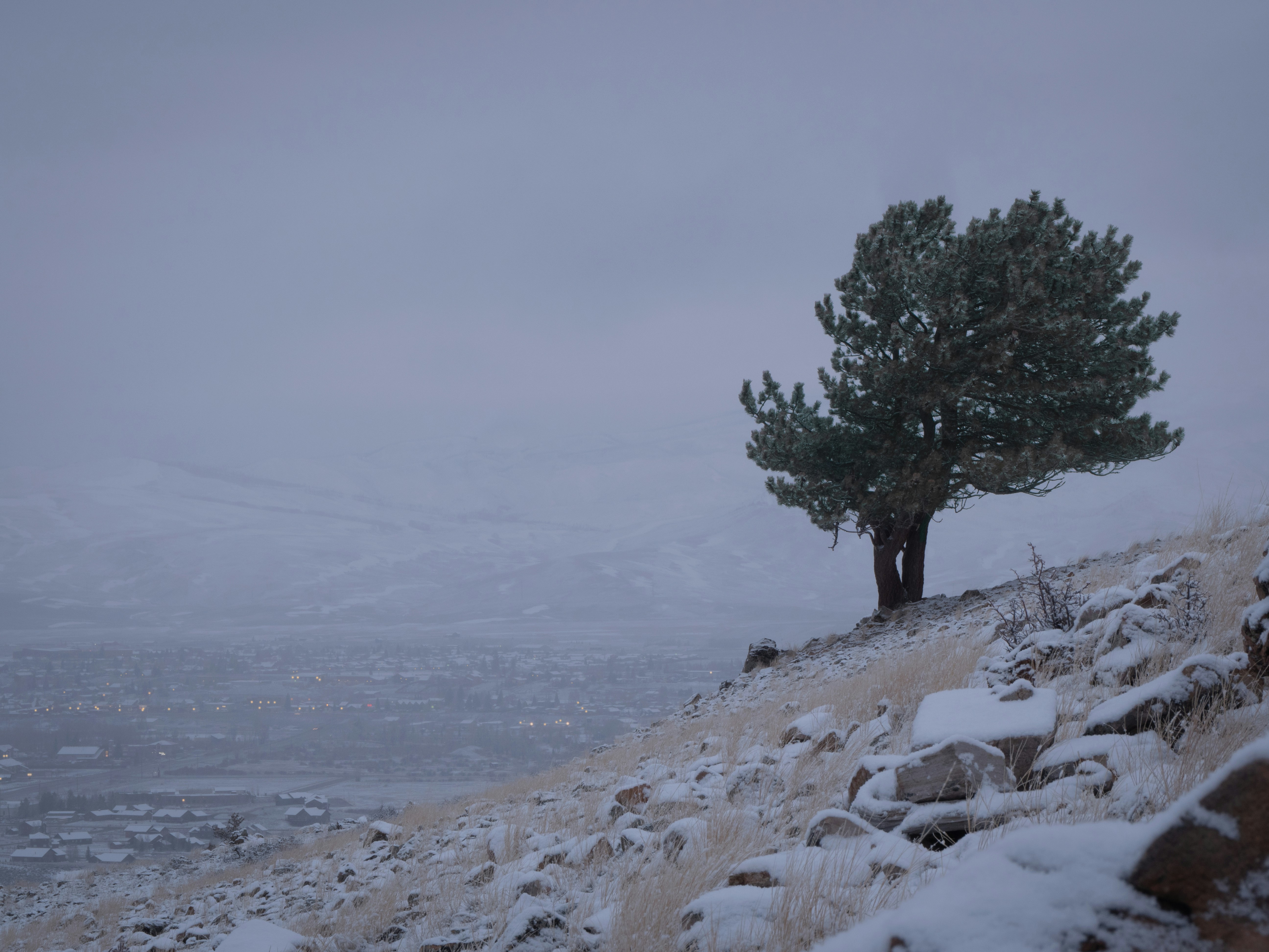 a tree on a snowy hill