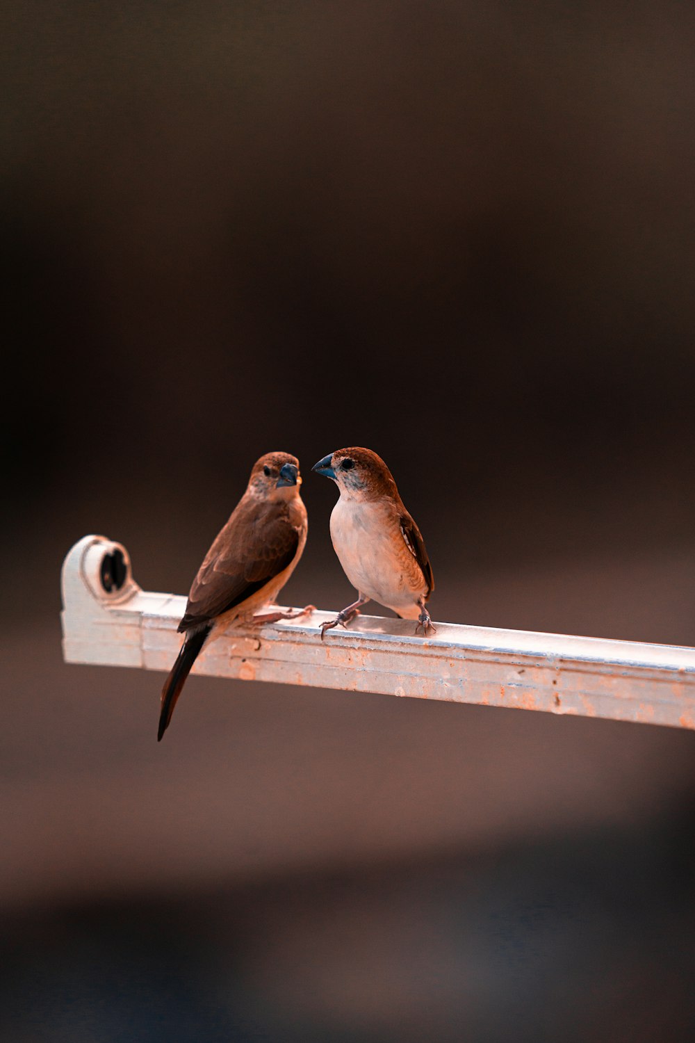 屋根の上に座っている鳥のカップル