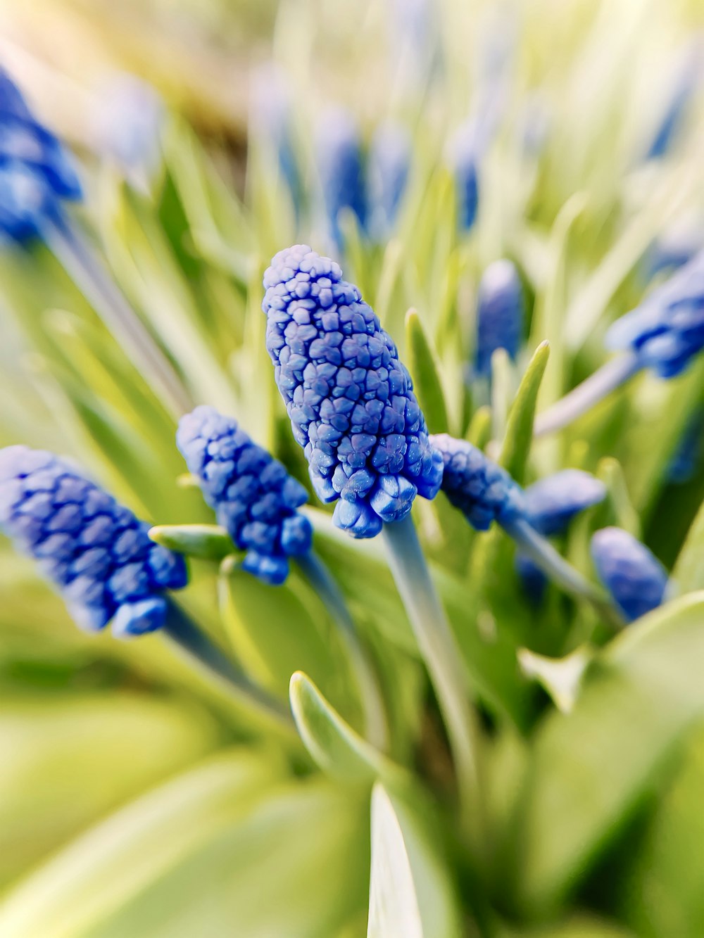 a close up of a flower