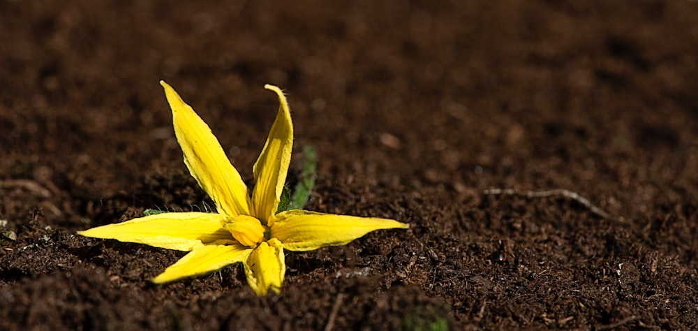 a yellow flower in the dirt