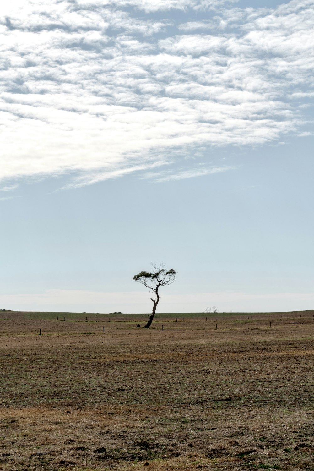 a tree in a field