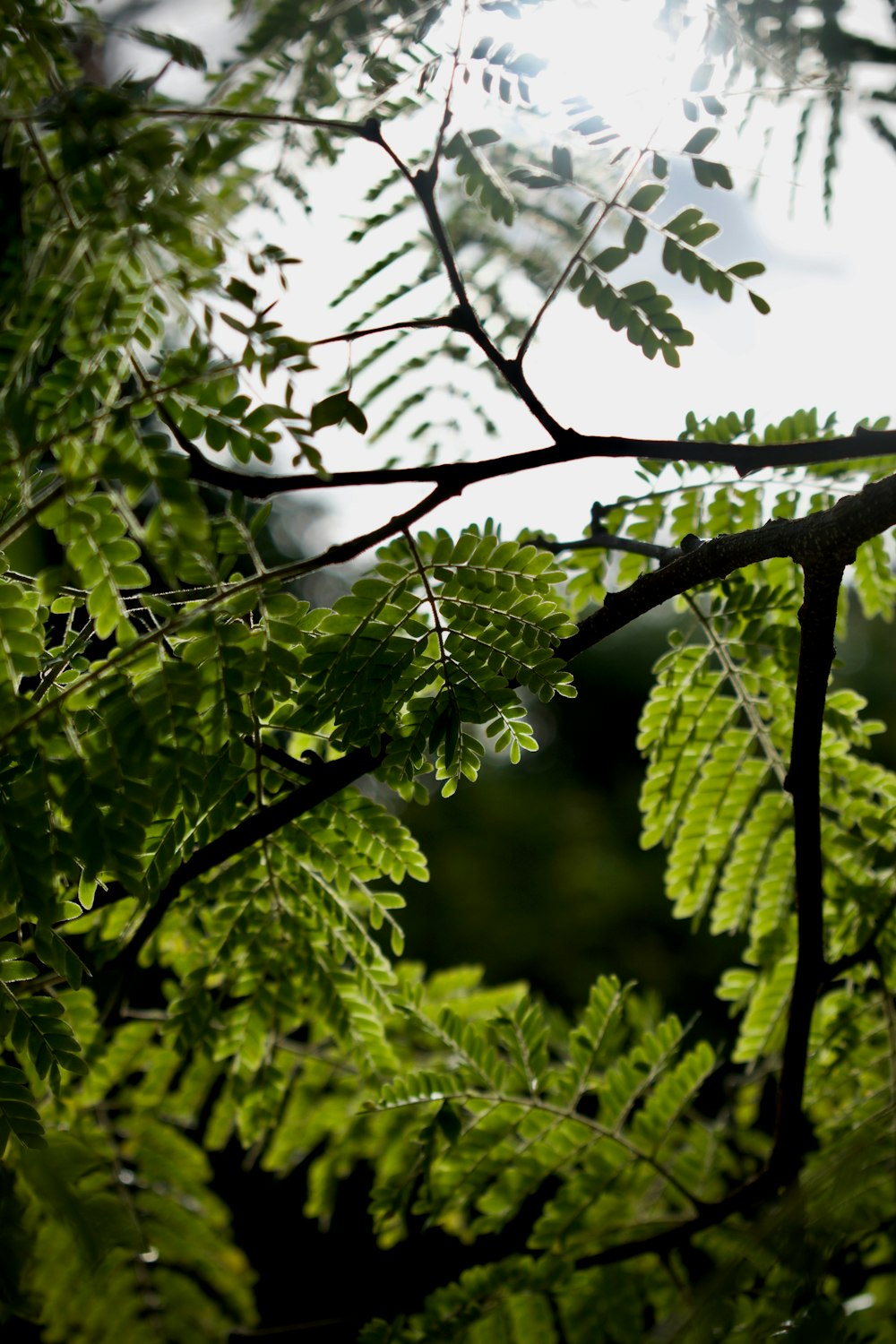 a close up of a tree branch