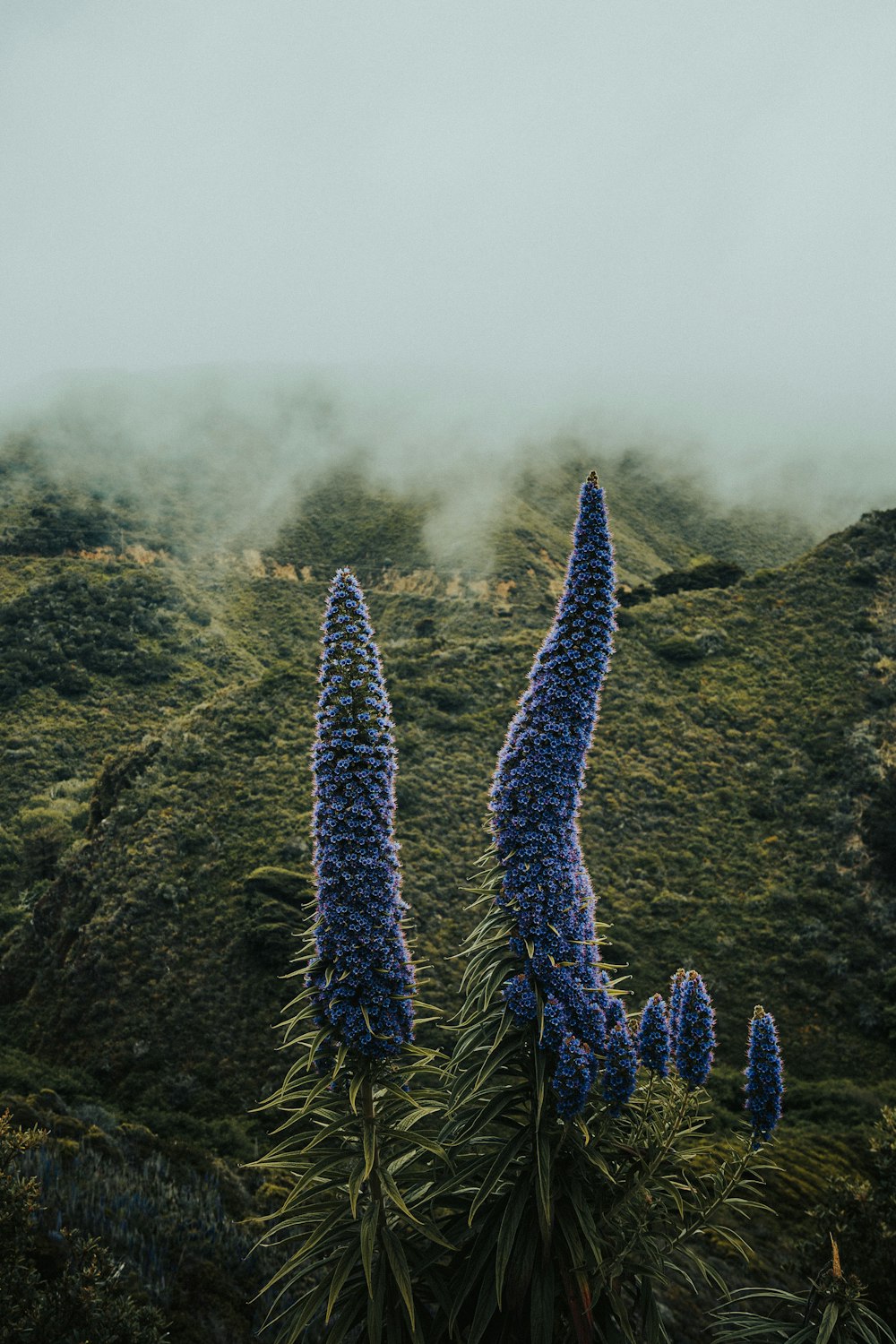 a group of flowers