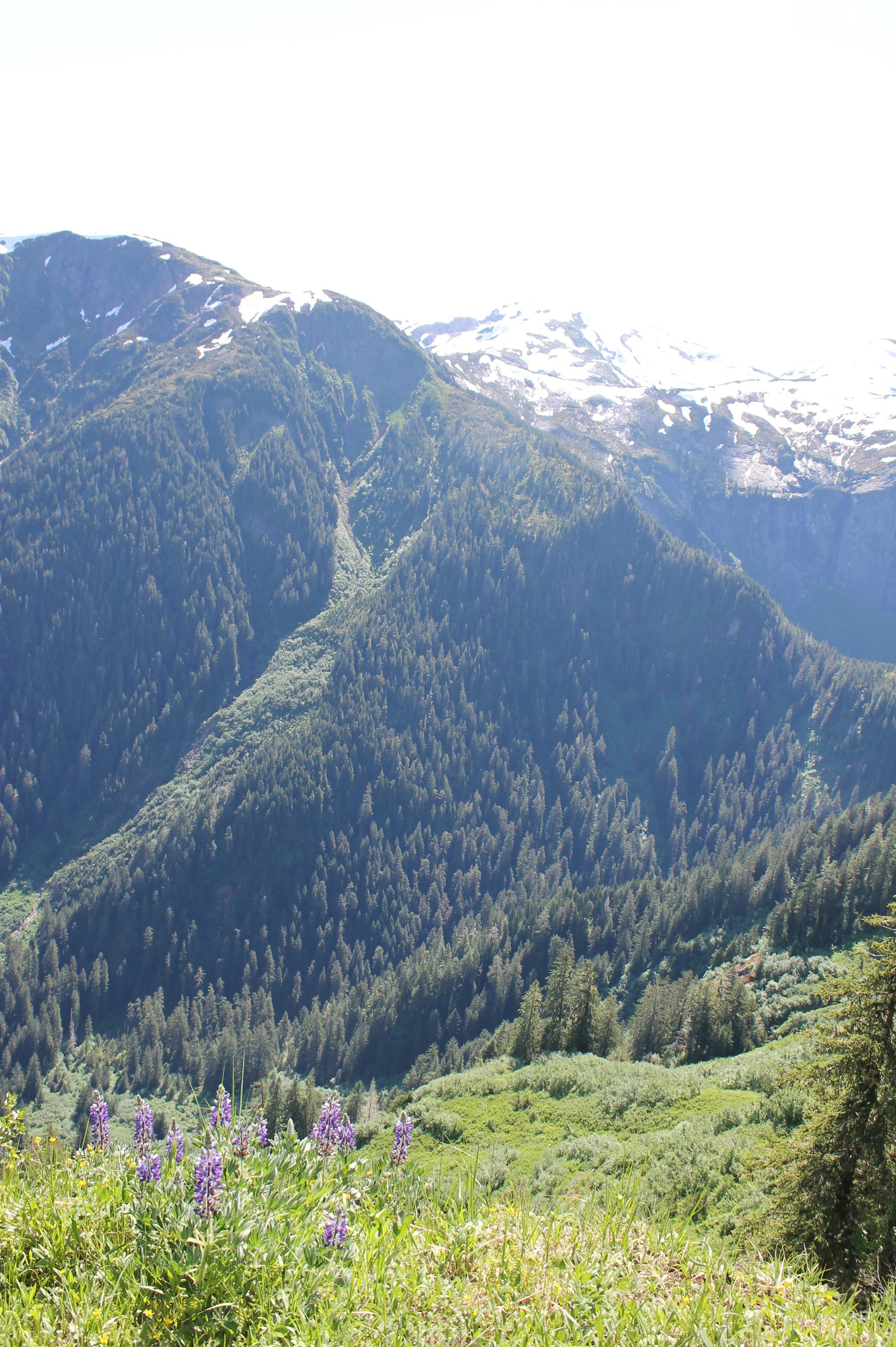 a mountain with trees and grass
