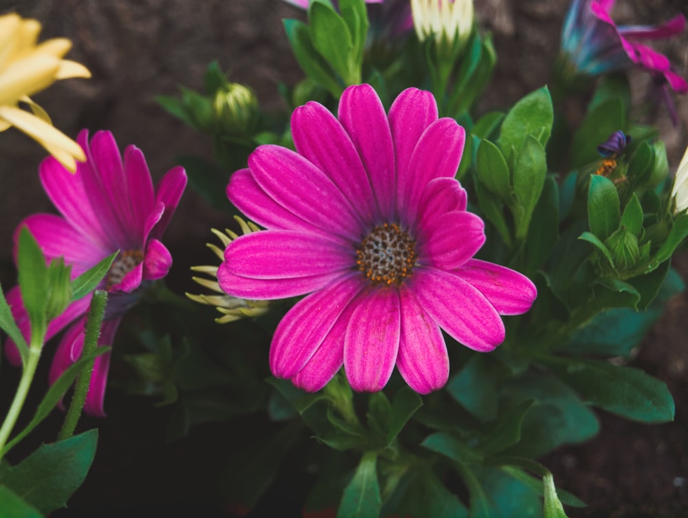 a purple flower with yellow center