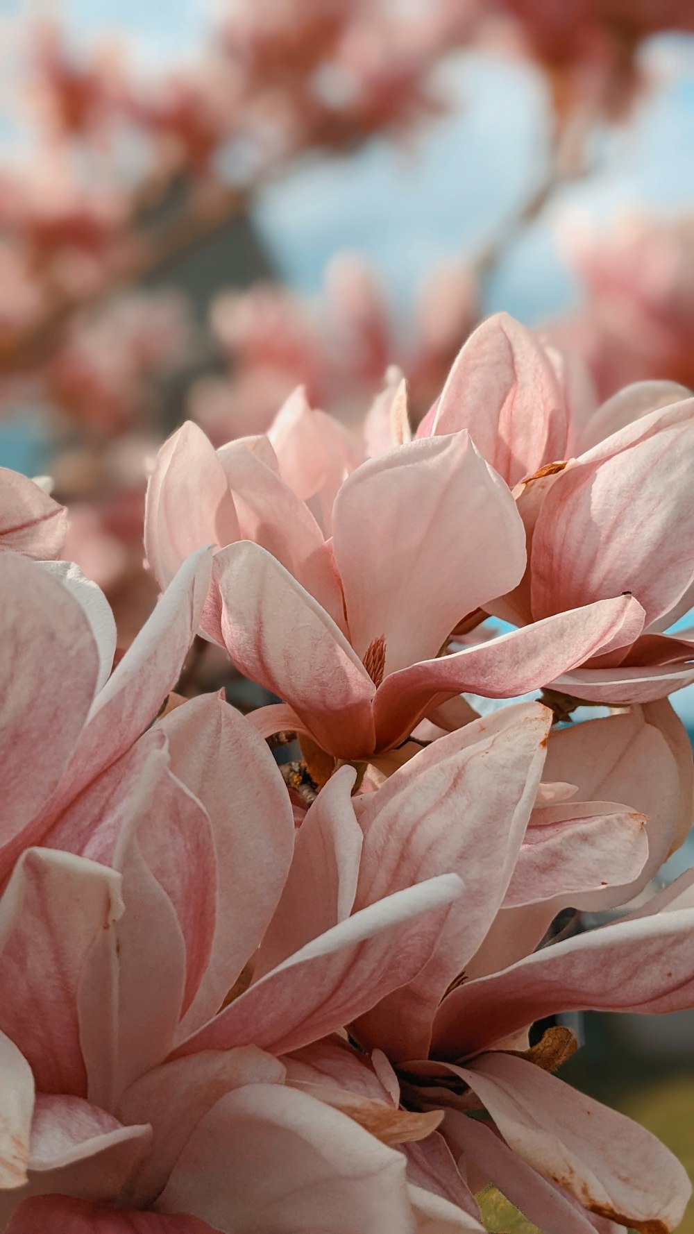 a bee on a pink flower