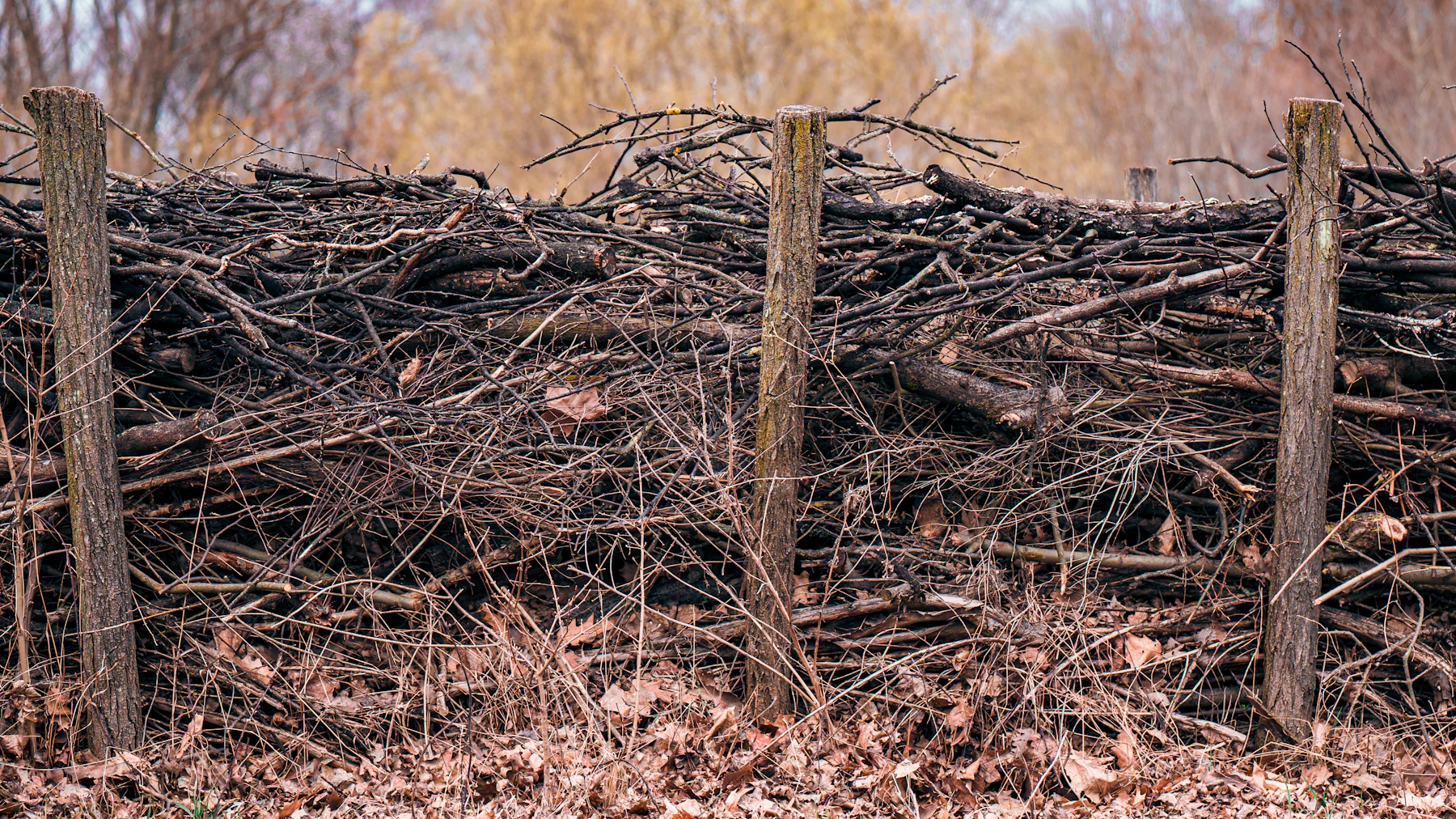 Dry sticks and branches stacked chest high between weathered wooden posts, with brown fallen leaves on the ground in front