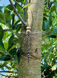 A dragonfly with intricate patterns on its body clings to the rough bark of a tree. Its transparent wings reflect light, creating a shimmering effect. Surrounding the tree are lush, green leaves basking in sunlight, suggesting a vibrant natural setting.