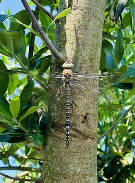 A dragonfly with intricate patterns on its body clings to the rough bark of a tree. Its transparent wings reflect light, creating a shimmering effect. Surrounding the tree are lush, green leaves basking in sunlight, suggesting a vibrant natural setting.