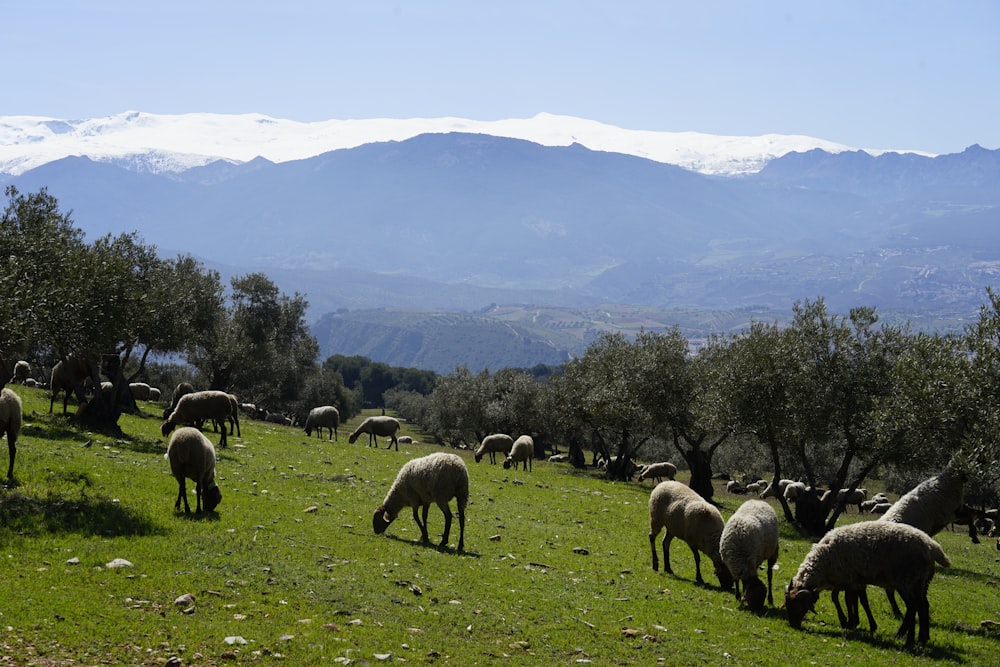 a group of sheep grazing in a field