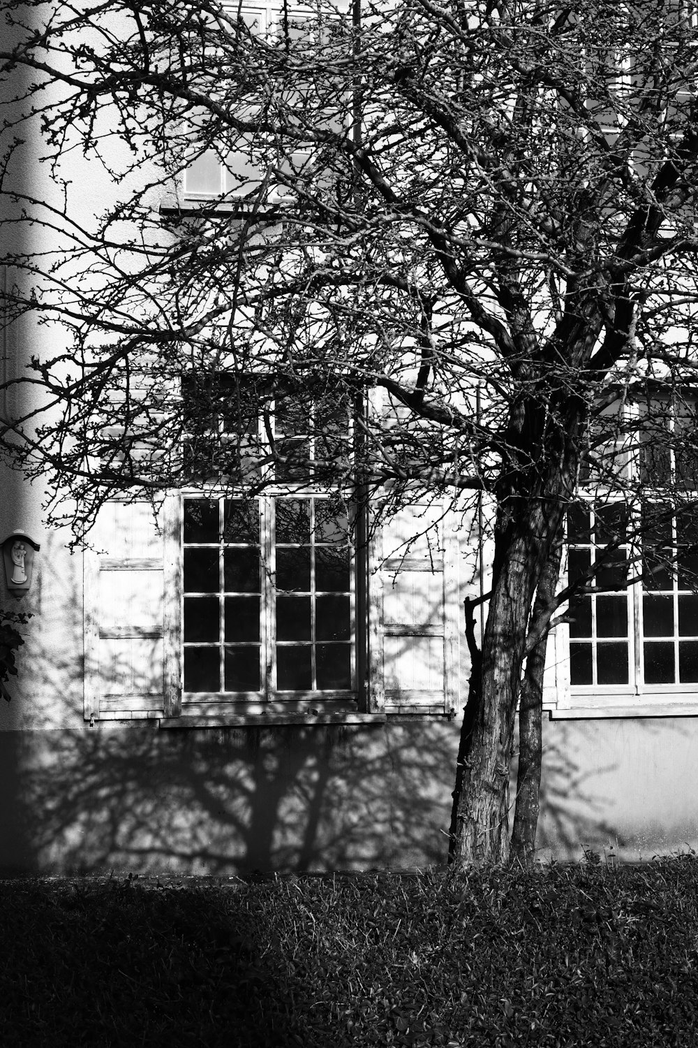 a tree in front of a building