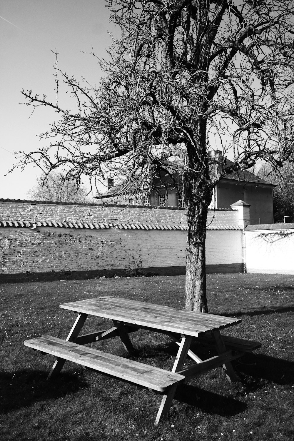 a picnic table under a tree
