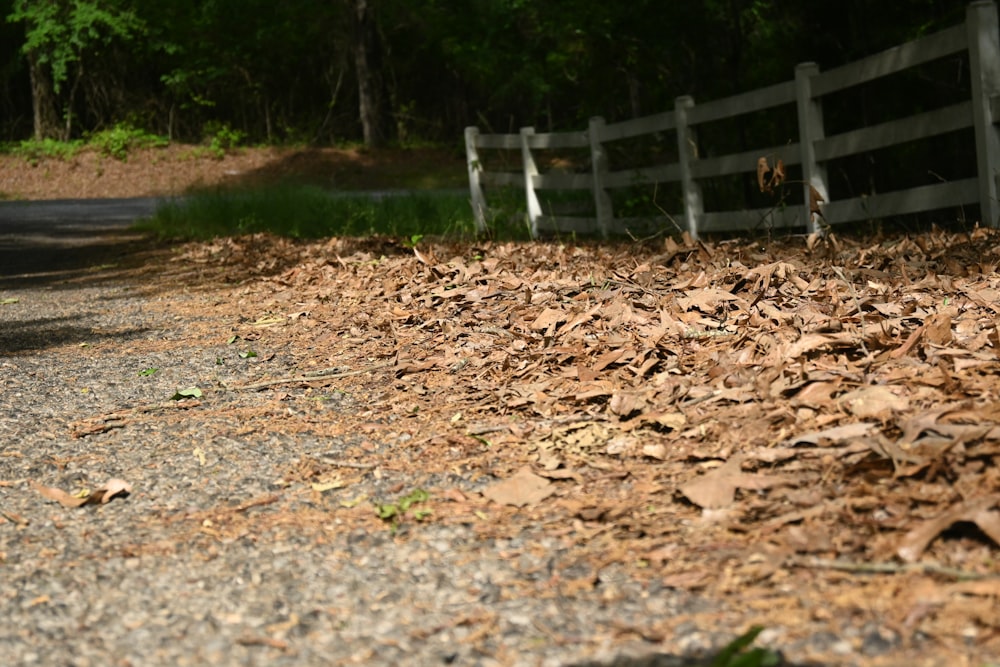 a pile of leaves on the ground