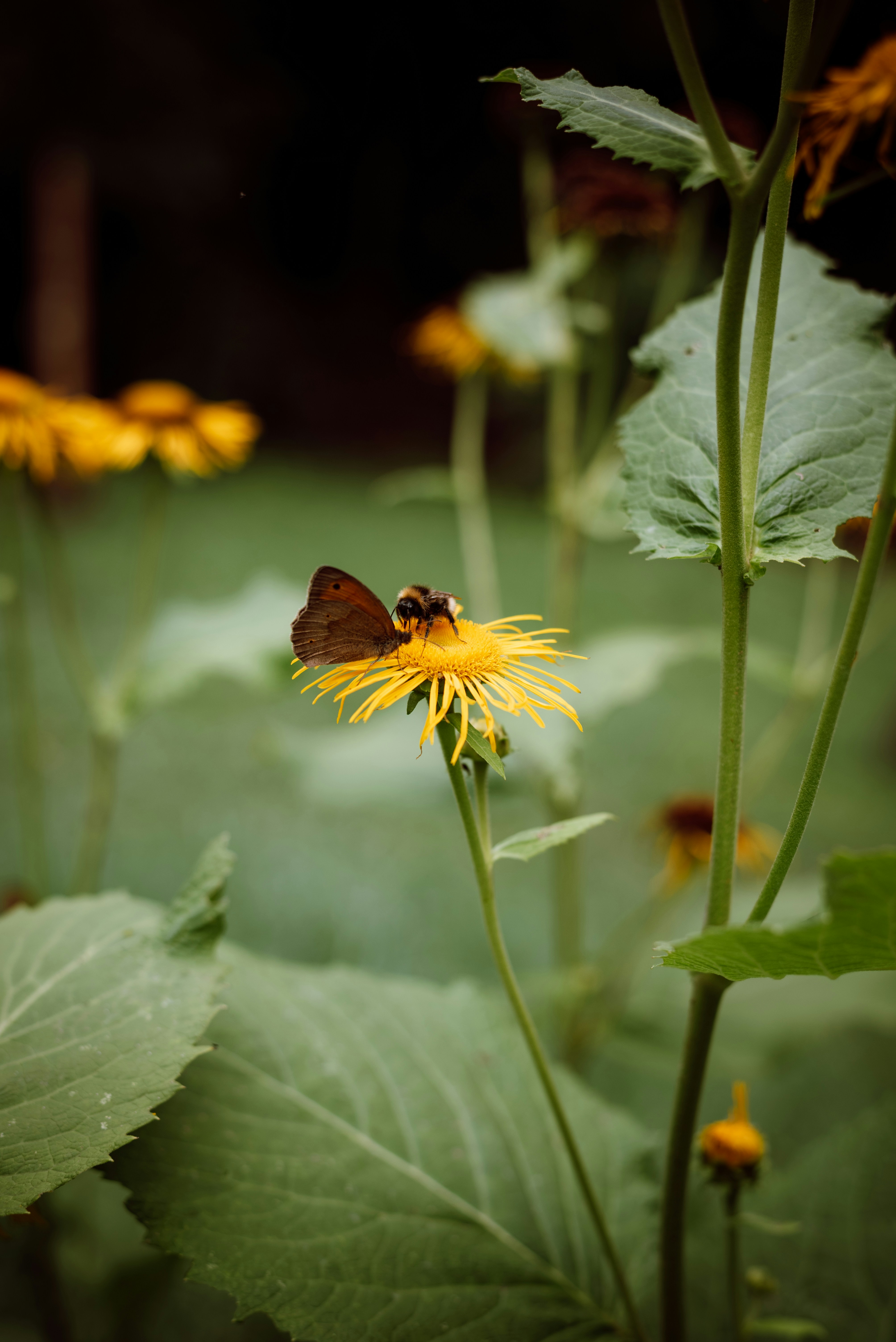 Photo by oksana_maselko