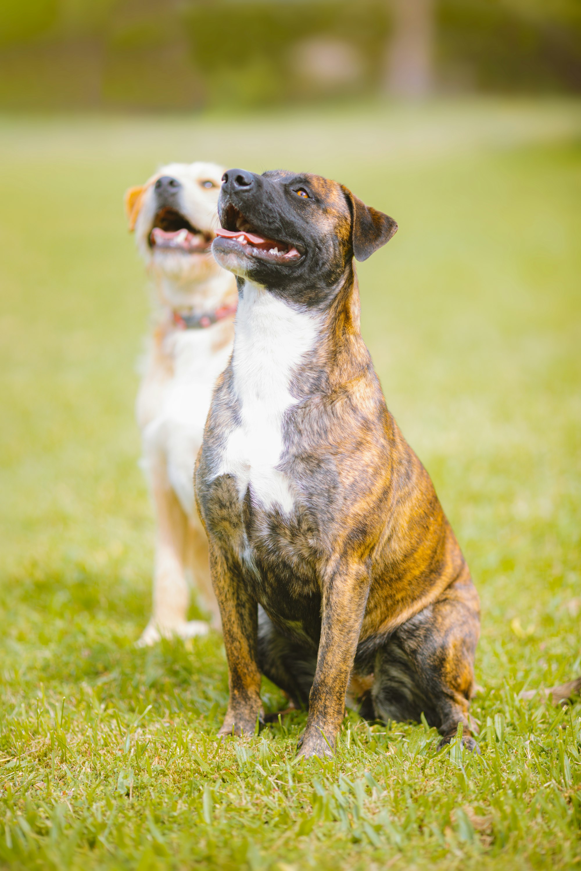 brindle boxer