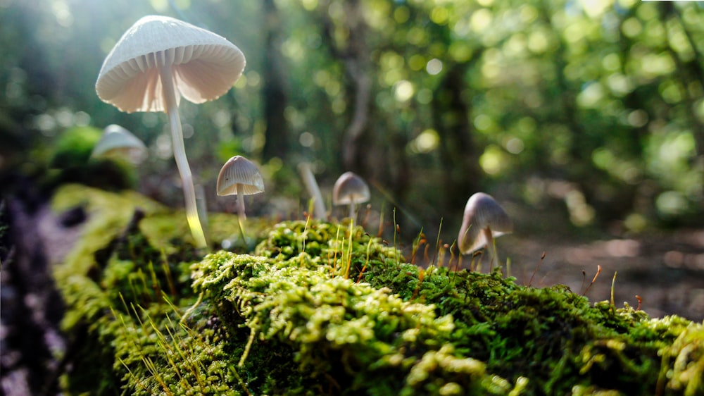 a group of mushrooms growing in moss
