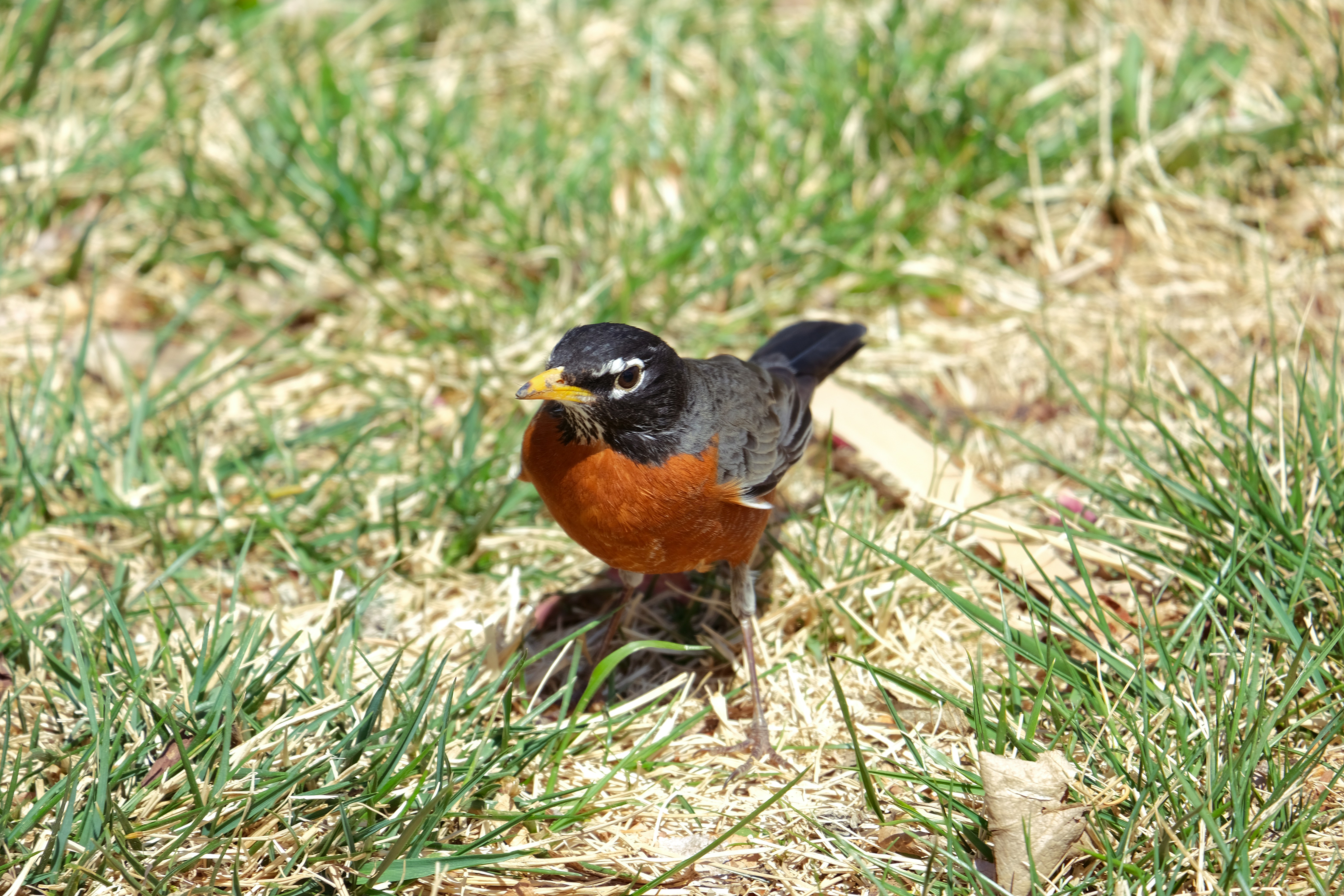 Photo by consoledotlog