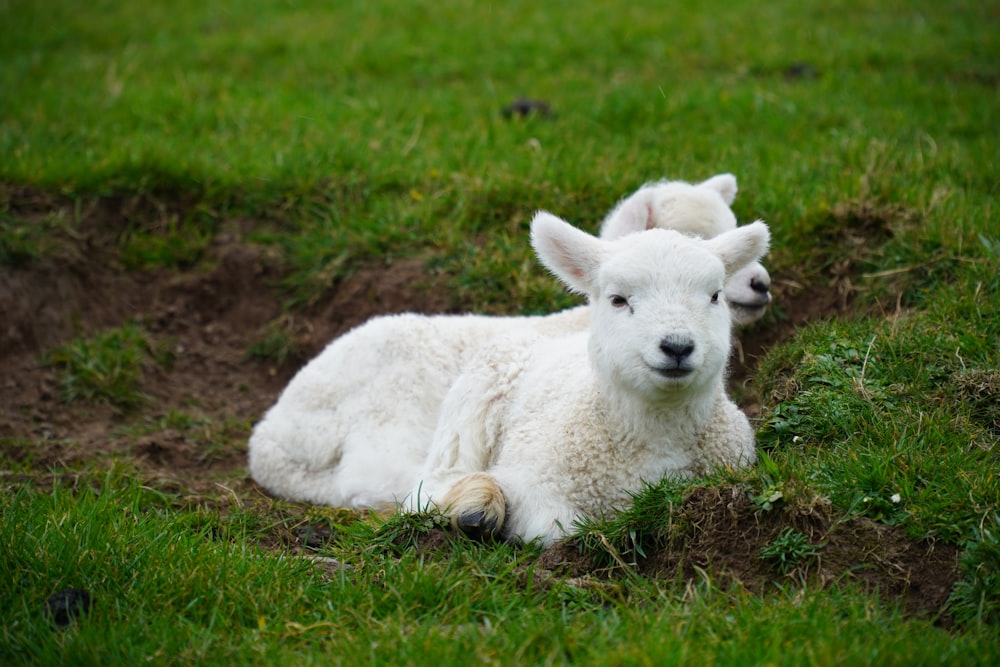 a couple of white animals lying in the grass