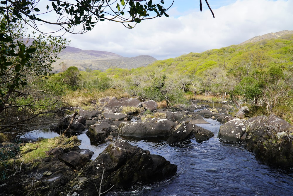 a river with rocks and trees