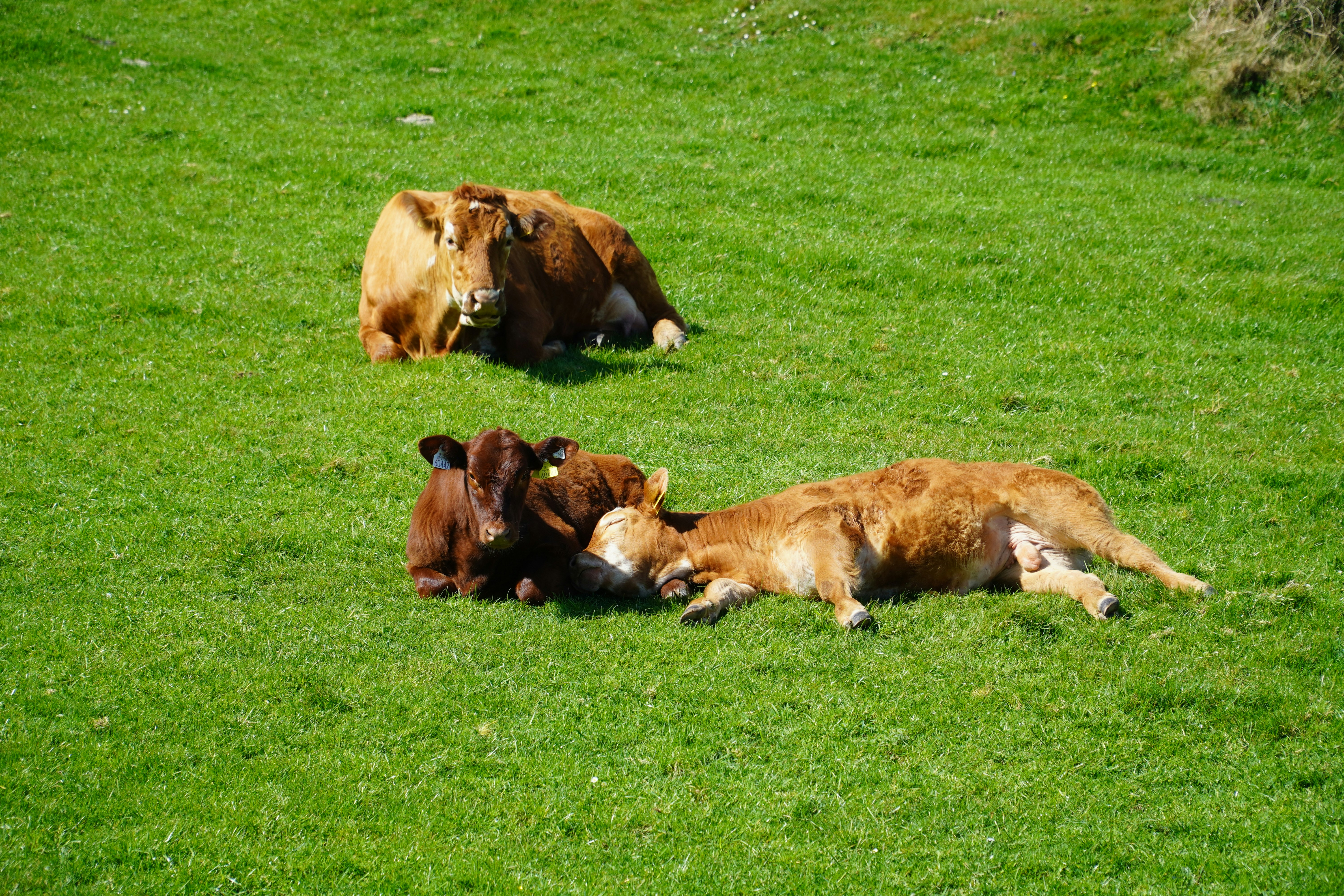 a group of cows laying in the grass