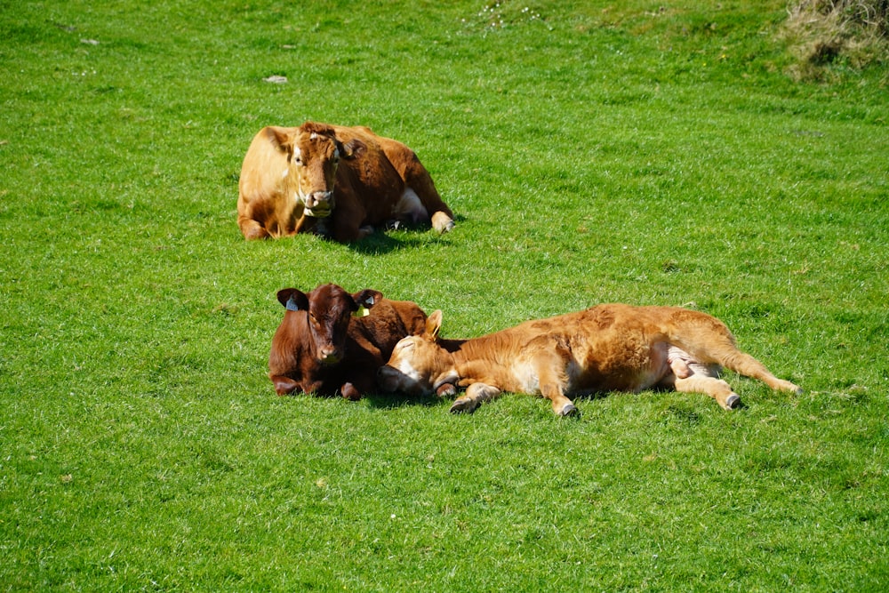 a group of cows laying in the grass