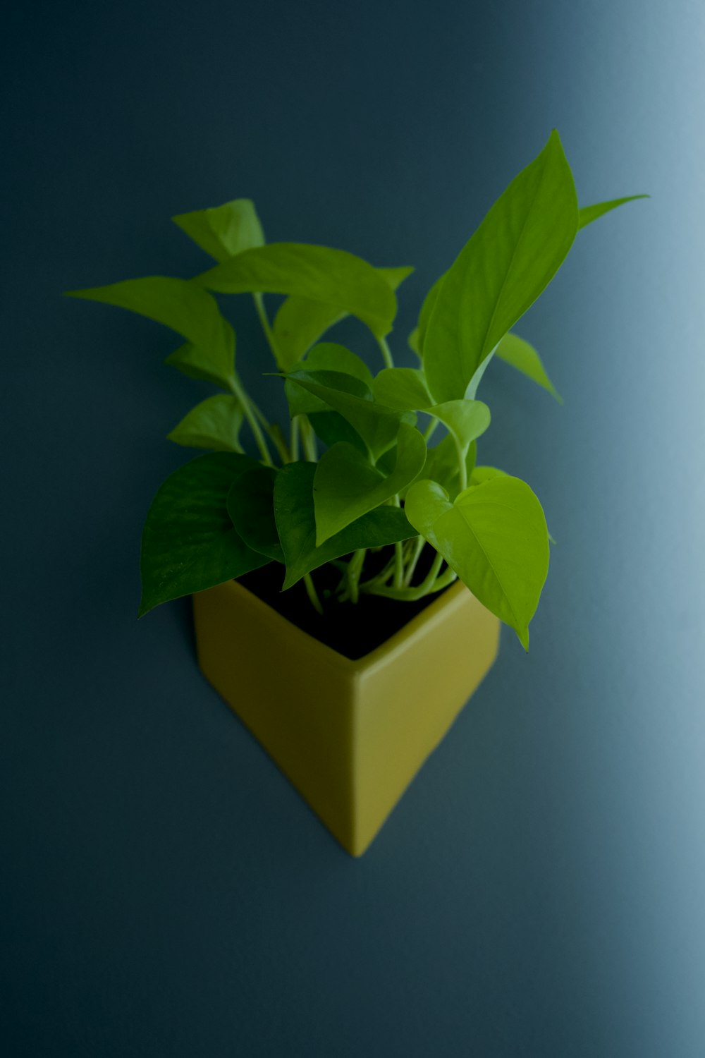 a plant in a pot