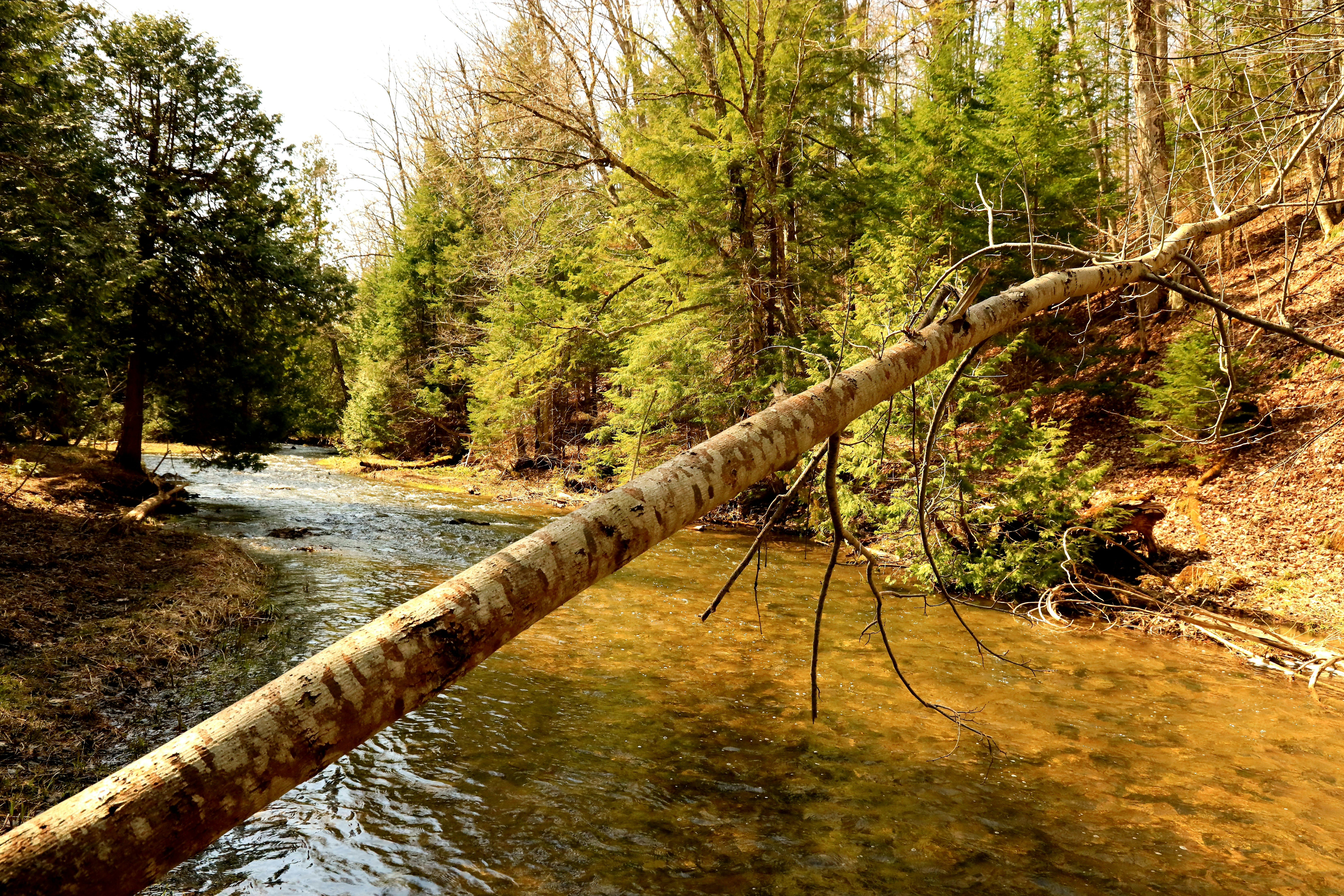 A stream with fallen trees photo – Free Tree Image on Unsplash
