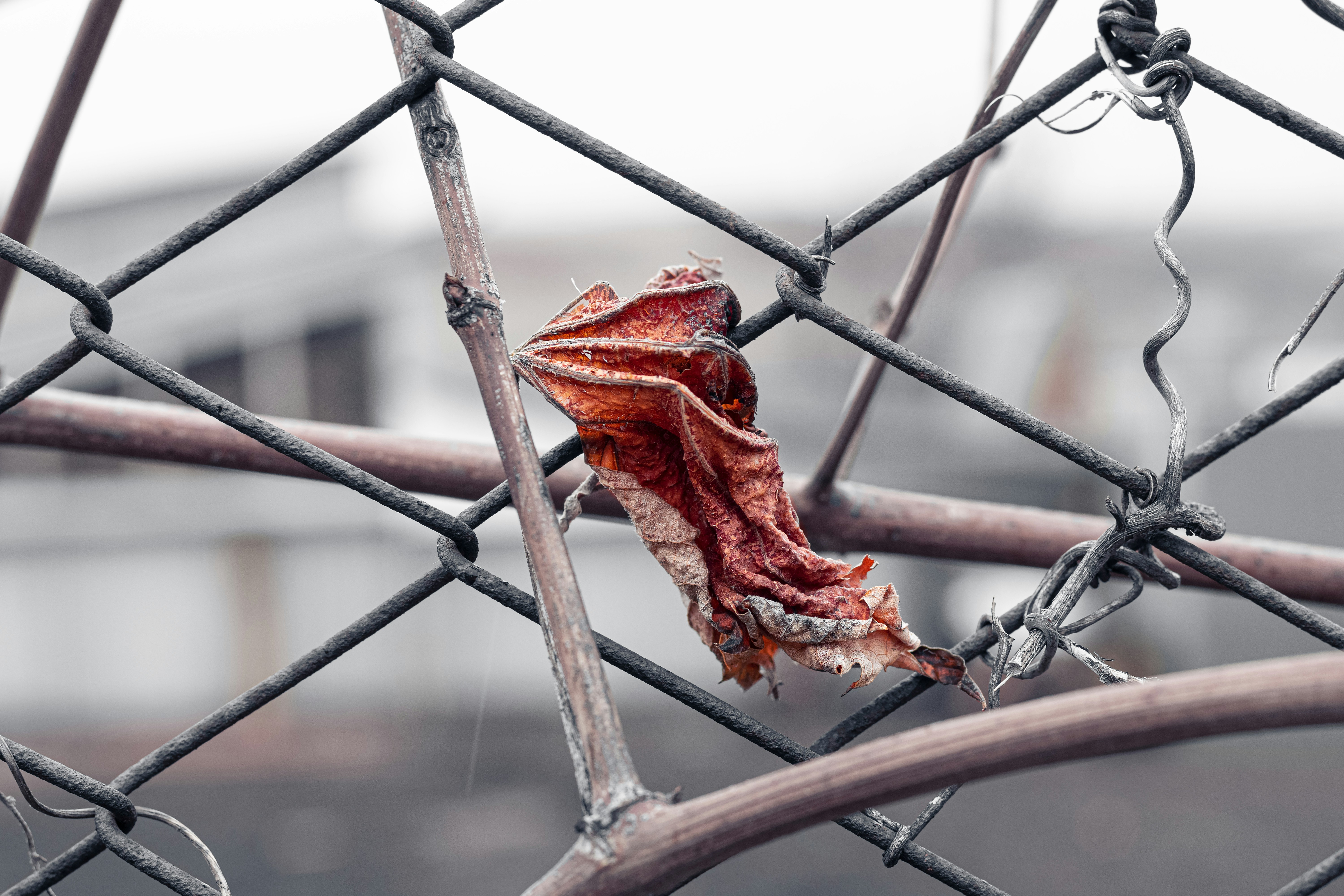 Photo by therealslkhv