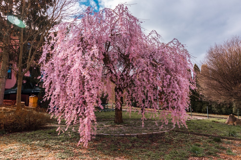 a tree with pink blossoms