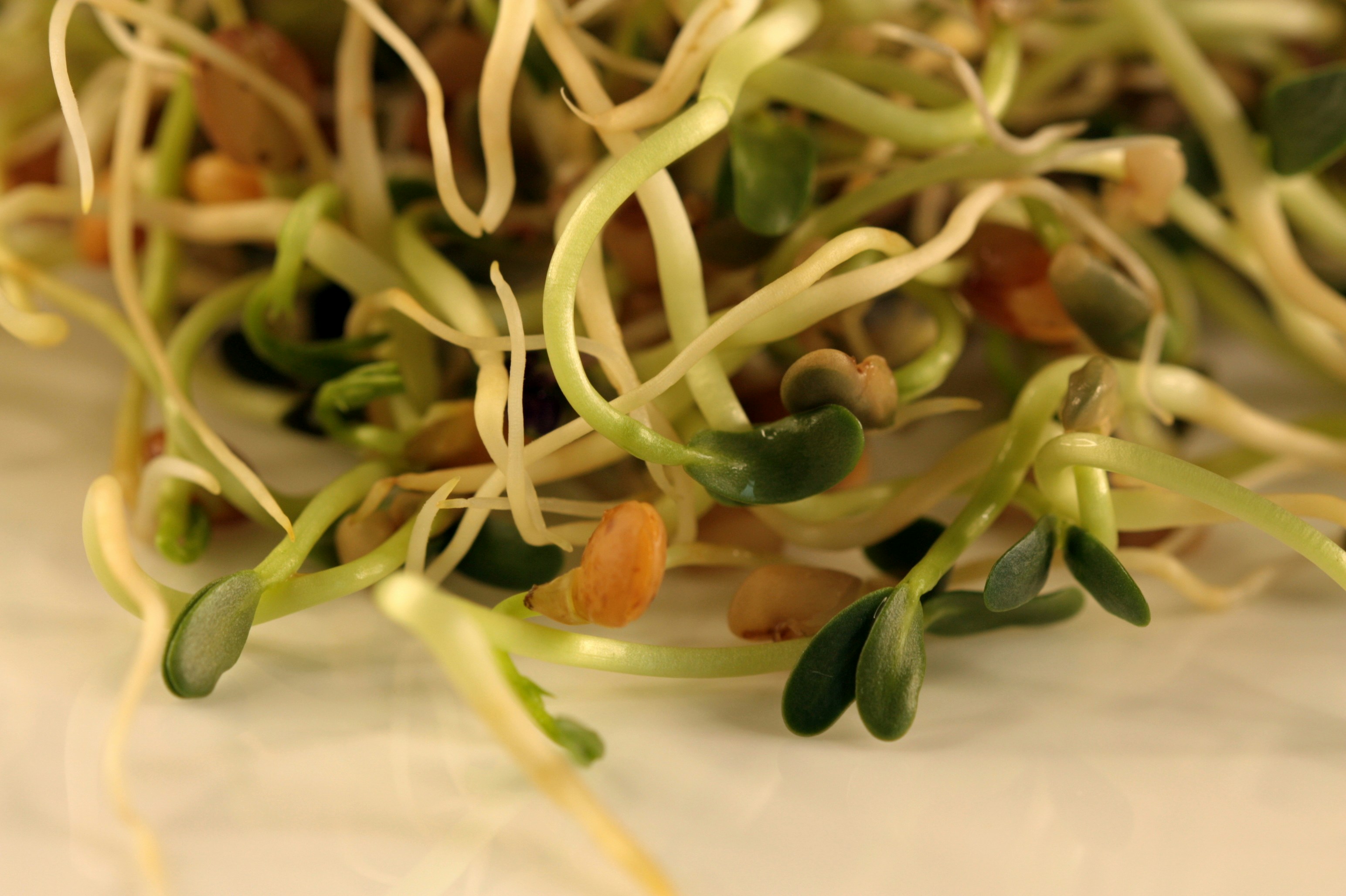 Vegetarisch kochen einfach Was ist vegetarisch?