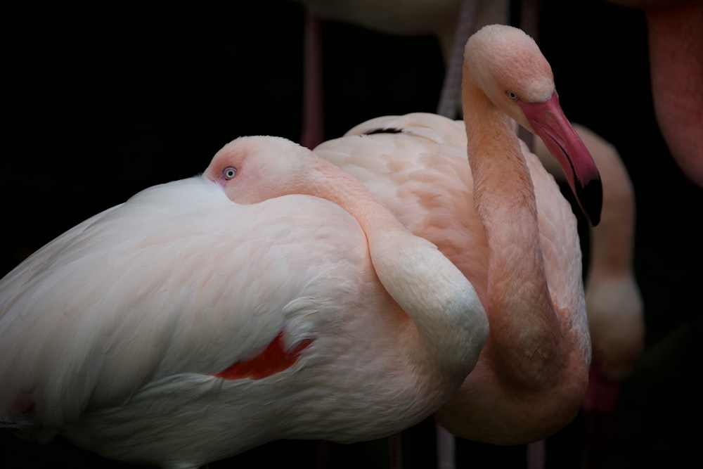 Un grupo de pájaros con el pico abierto